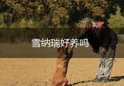 雪纳瑞好养吗
