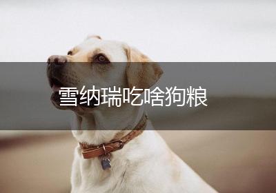 雪纳瑞吃啥狗粮