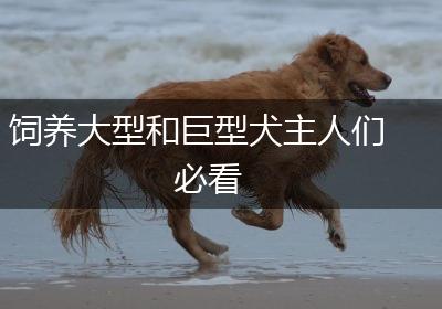饲养大型和巨型犬主人们必看