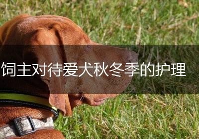 饲主对待爱犬秋冬季的护理