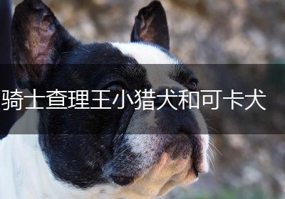 骑士查理王小猎犬和可卡犬