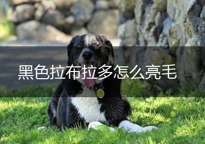 黑色拉布拉多怎么亮毛