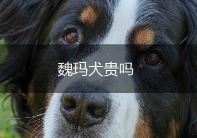 魏玛犬贵吗