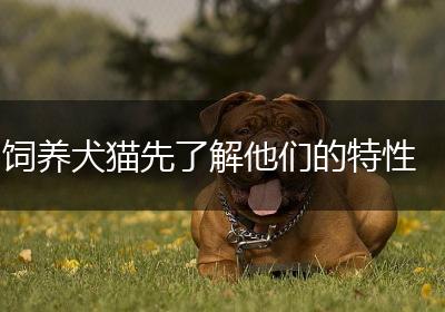 饲养犬猫先了解他们的特性