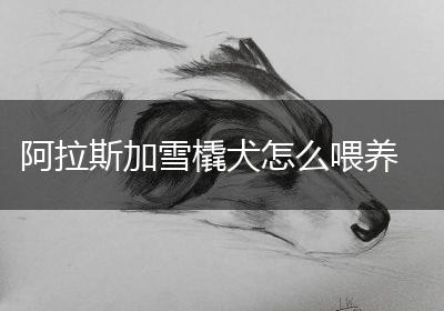 阿拉斯加雪橇犬怎么喂养