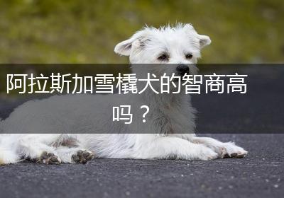 阿拉斯加雪橇犬的智商高吗？
