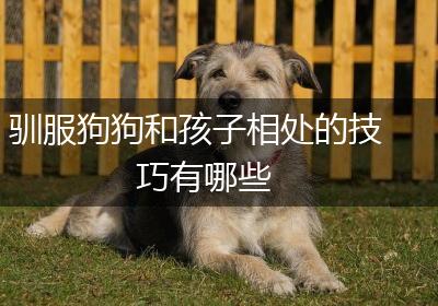 驯服狗狗和孩子相处的技巧有哪些