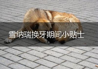 雪纳瑞换牙期间小贴士