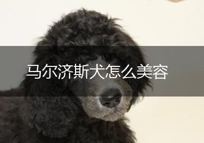 马尔济斯犬怎么美容