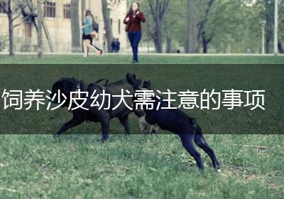 饲养沙皮幼犬需注意的事项