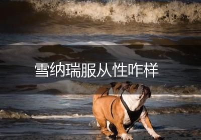 雪纳瑞服从性咋样