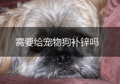 需要给宠物狗补锌吗