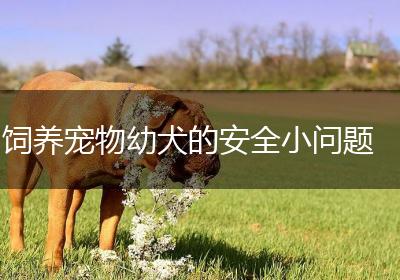 饲养宠物幼犬的安全小问题