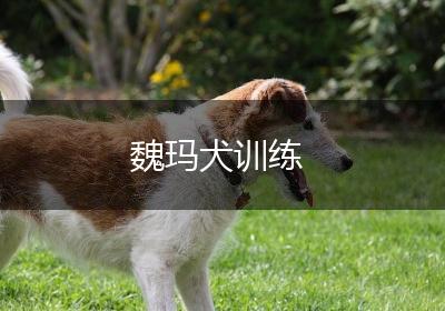 魏玛犬训练