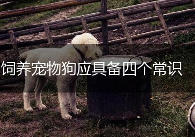 饲养宠物狗应具备四个常识
