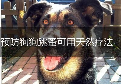 预防狗狗跳蚤可用天然疗法
