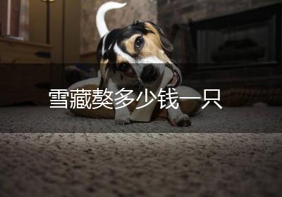 雪藏獒多少钱一只