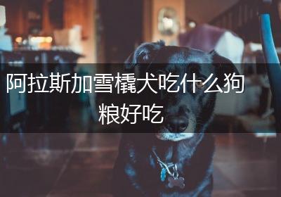 阿拉斯加雪橇犬吃什么狗粮好吃
