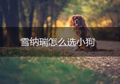 雪纳瑞怎么选小狗