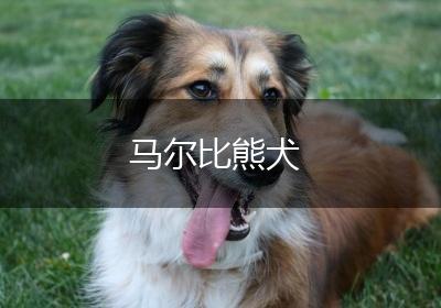 马尔比熊犬
