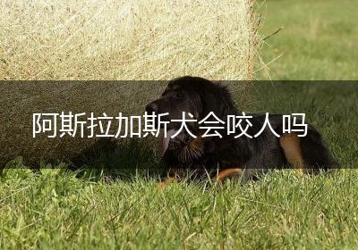 阿斯拉加斯犬会咬人吗