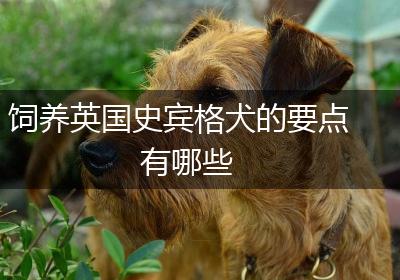 饲养英国史宾格犬的要点有哪些