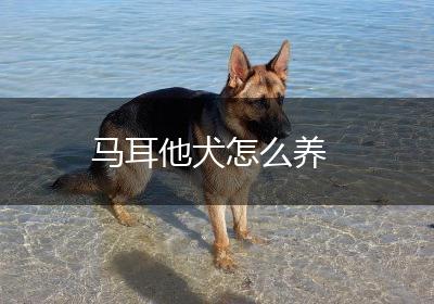 马耳他犬怎么养