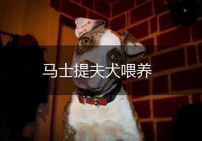 马士提夫犬喂养