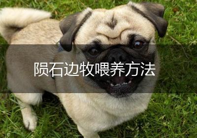 陨石边牧喂养方法