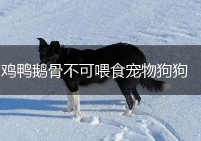 鸡鸭鹅骨不可喂食宠物狗狗