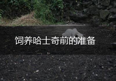 饲养哈士奇前的准备