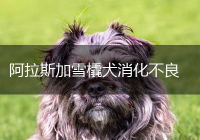 阿拉斯加雪橇犬消化不良
