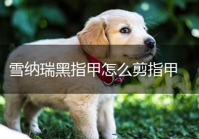 雪纳瑞黑指甲怎么剪指甲