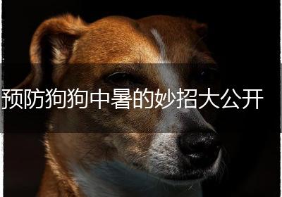 预防狗狗中暑的妙招大公开