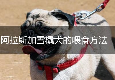 阿拉斯加雪橇犬的喂食方法