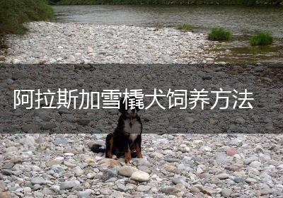 阿拉斯加雪橇犬饲养方法
