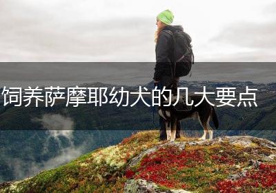 饲养萨摩耶幼犬的几大要点
