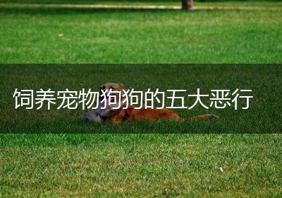 饲养宠物狗狗的五大恶行