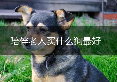 陪伴老人买什么狗最好
