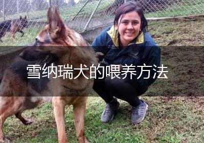 雪纳瑞犬的喂养方法