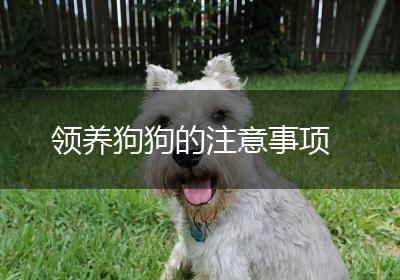 领养狗狗的注意事项