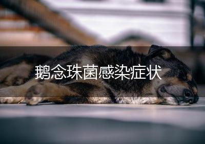 鹅念珠菌感染症状