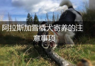 阿拉斯加雪橇犬寄养的注意事项