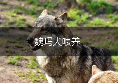 魏玛犬喂养