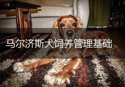 马尔济斯犬饲养管理基础