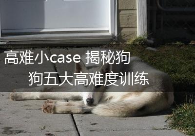 高难小case 揭秘狗狗五大高难度训练