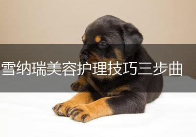 雪纳瑞美容护理技巧三步曲