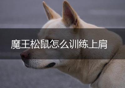魔王松鼠怎么训练上肩