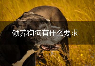 领养狗狗有什么要求