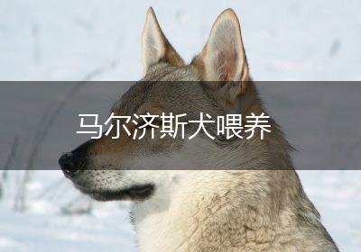 马尔济斯犬喂养